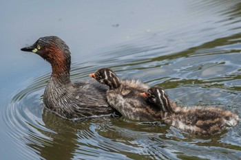 Little Grebe Shakujii Park Mon, 4/29/2019