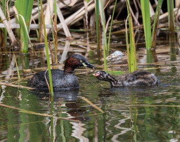 Little Grebe Shakujii Park Mon, 4/29/2019