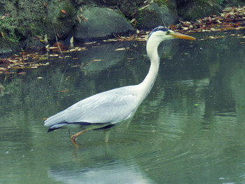 Grey Heron Nara Park Sat, 5/18/2019