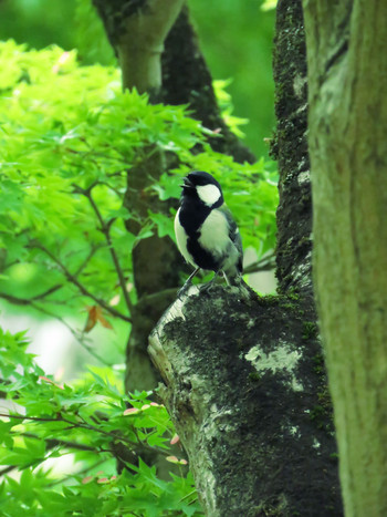 Japanese Tit Nara Park Sat, 5/18/2019