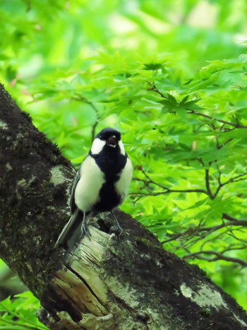 Japanese Tit Nara Park Sat, 5/18/2019