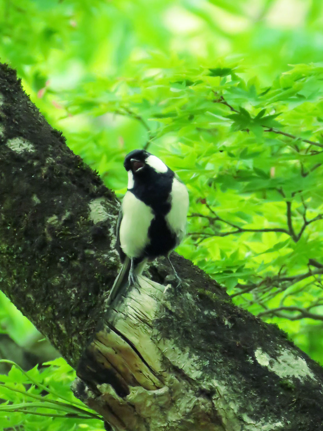 Japanese Tit