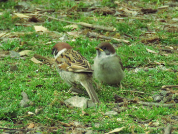 Eurasian Tree Sparrow Nara Park Sat, 5/18/2019