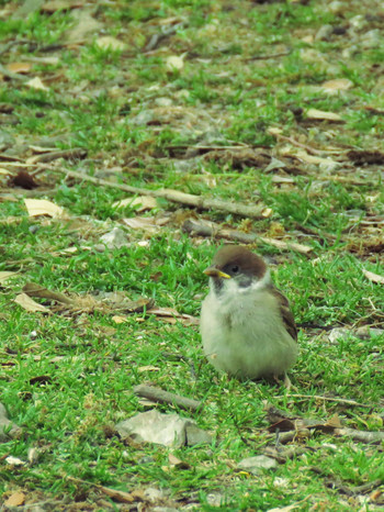 Eurasian Tree Sparrow Nara Park Sat, 5/18/2019