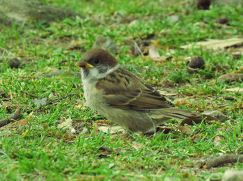 Eurasian Tree Sparrow Nara Park Sat, 5/18/2019