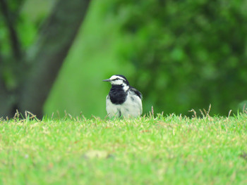 White Wagtail Nara Park Sat, 5/18/2019