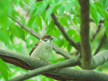 Eurasian Tree Sparrow Nara Park Sat, 5/18/2019