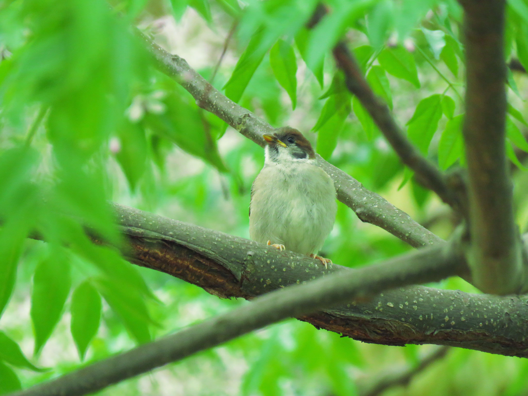 Eurasian Tree Sparrow