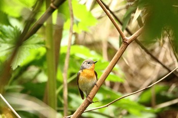 ムギマキ 舳倉島 2019年5月6日(月)