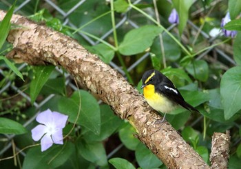 キビタキ 舳倉島 2019年5月9日(木)