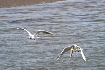 Black-headed Gull Notsuke Peninsula Mon, 4/30/2018