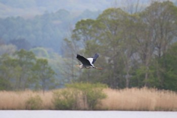 2019年5月18日(土) 大沼公園(北海道七飯町)の野鳥観察記録