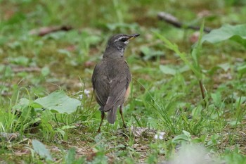 2019年5月18日(土) 北海道 函館市 見晴公園の野鳥観察記録