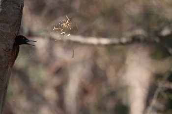 Black Woodpecker 北大苫小牧研究林 Sun, 5/5/2019