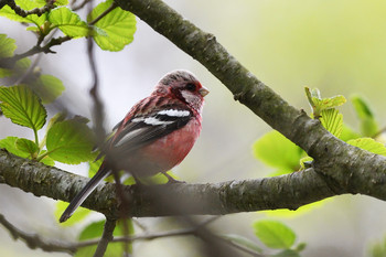 Siberian Long-tailed Rosefinch 千歳市 Sat, 5/18/2019