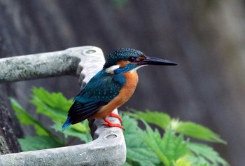 カワセミ 稲城 2019年5月18日(土)