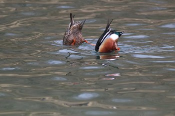 Northern Shoveler Arima Fuji Park Sat, 4/6/2019