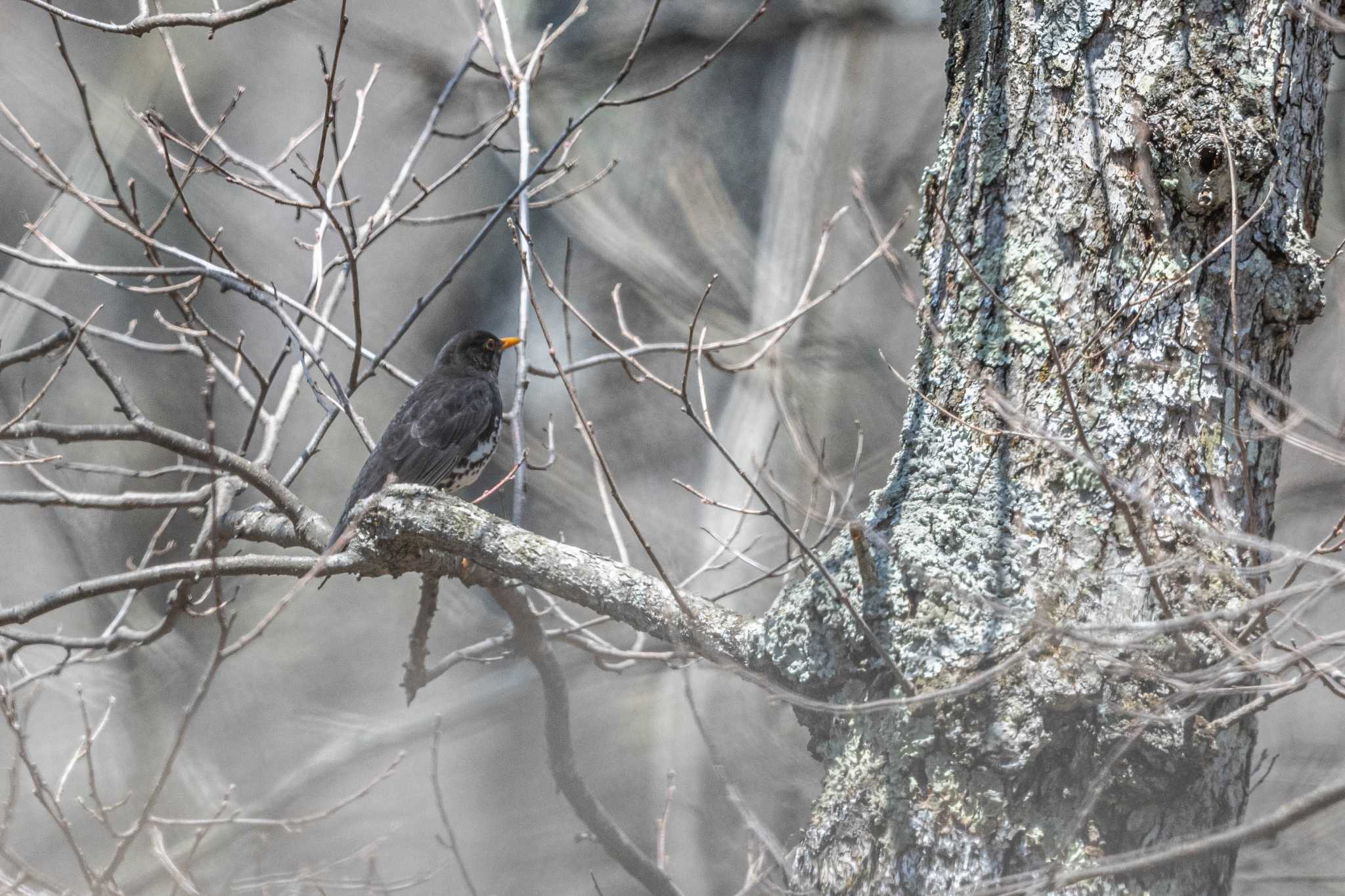 Photo of Japanese Thrush at 戸隠 by auto tama