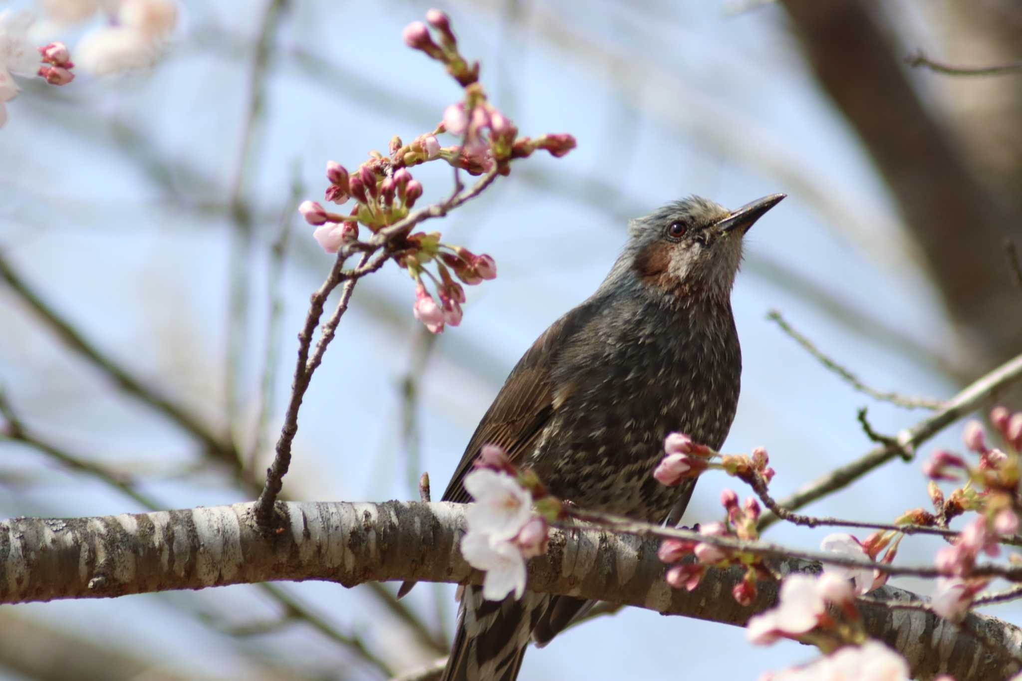 ヒヨドリ by Hokkaido.univ