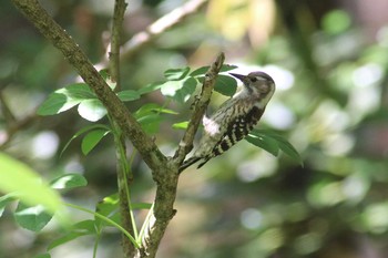 Japanese Pygmy Woodpecker ささやまの森公園(篠山の森公園) Sun, 5/27/2018
