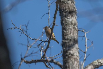 カワラヒワ 宮ケ瀬湖 2019年2月10日(日)