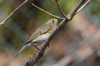 Red-flanked Bluetail 宮ケ瀬湖 Sun, 2/10/2019