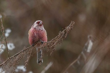 Siberian Long-tailed Rosefinch 宮ケ瀬湖 Sun, 2/10/2019