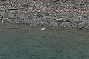 Crested Kingfisher 宮ケ瀬湖 Sun, 2/10/2019