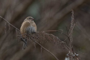 Siberian Long-tailed Rosefinch 宮ケ瀬湖 Sun, 2/10/2019