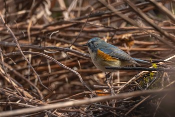 Red-flanked Bluetail 宮ケ瀬湖 Sun, 2/10/2019