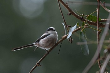 Long-tailed Tit 宮ケ瀬湖 Sun, 2/10/2019