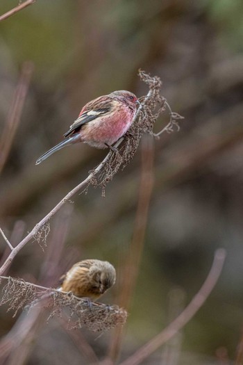Siberian Long-tailed Rosefinch 宮ケ瀬湖 Sun, 2/10/2019