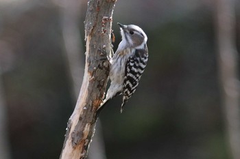 Japanese Pygmy Woodpecker(seebohmi) 北大苫小牧研究林 Thu, 5/2/2019