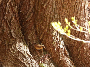 ヤブサメ 軽井沢野鳥の森 2019年5月8日(水)