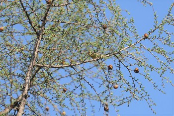 ノジコ 戸隠森林植物園(戸隠森林公園) 2019年5月15日(水)