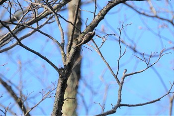 キバシリ 戸隠森林植物園(戸隠森林公園) 2019年5月16日(木)