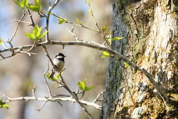 ヒガラ 戸隠森林植物園(戸隠森林公園) 2019年5月16日(木)