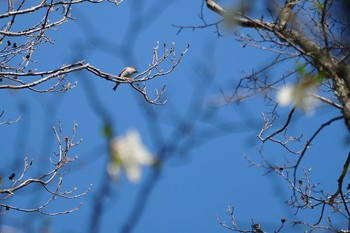 ニュウナイスズメ 戸隠森林植物園(戸隠森林公園) 2019年5月16日(木)