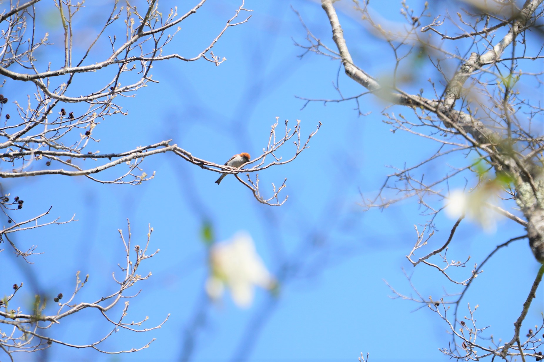 戸隠森林植物園(戸隠森林公園) ニュウナイスズメの写真 by マル