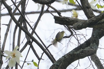 ウグイス 戸隠森林植物園(戸隠森林公園) 2019年5月16日(木)