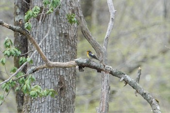 キビタキ 戸隠森林植物園(戸隠森林公園) 2019年5月16日(木)