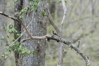 キビタキ 戸隠森林植物園(戸隠森林公園) 2019年5月16日(木)