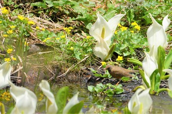 アカハラ 戸隠森林植物園(戸隠森林公園) 2019年5月16日(木)