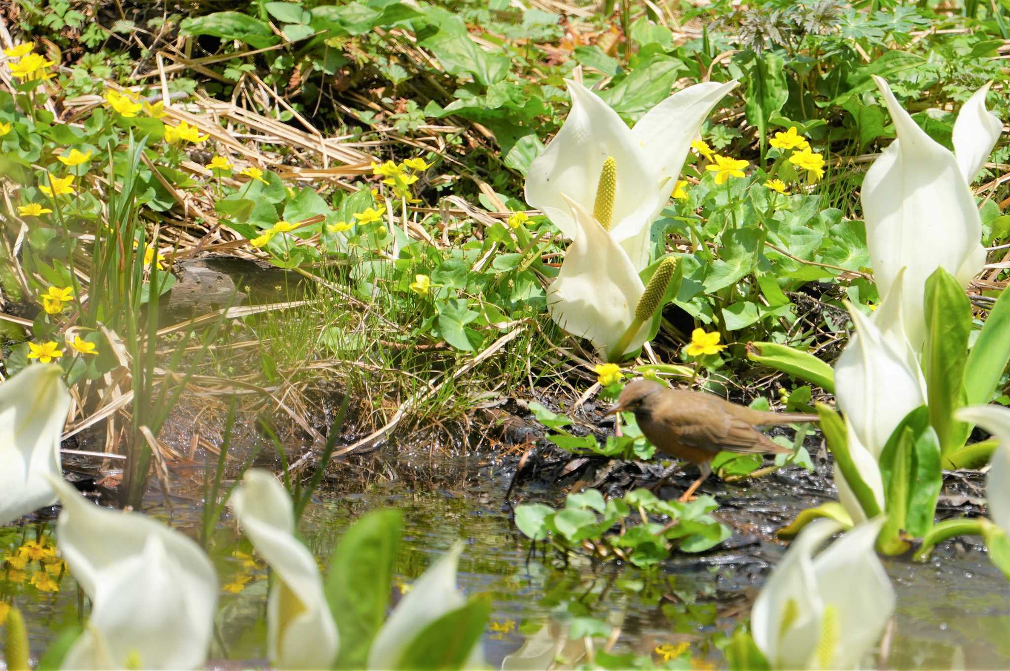 戸隠森林植物園(戸隠森林公園) アカハラの写真 by マル