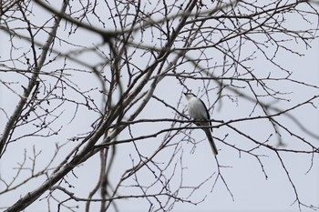 サンショウクイ 戸隠森林植物園(戸隠森林公園) 2019年5月16日(木)