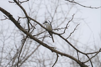 サンショウクイ 戸隠森林植物園(戸隠森林公園) 2019年5月16日(木)