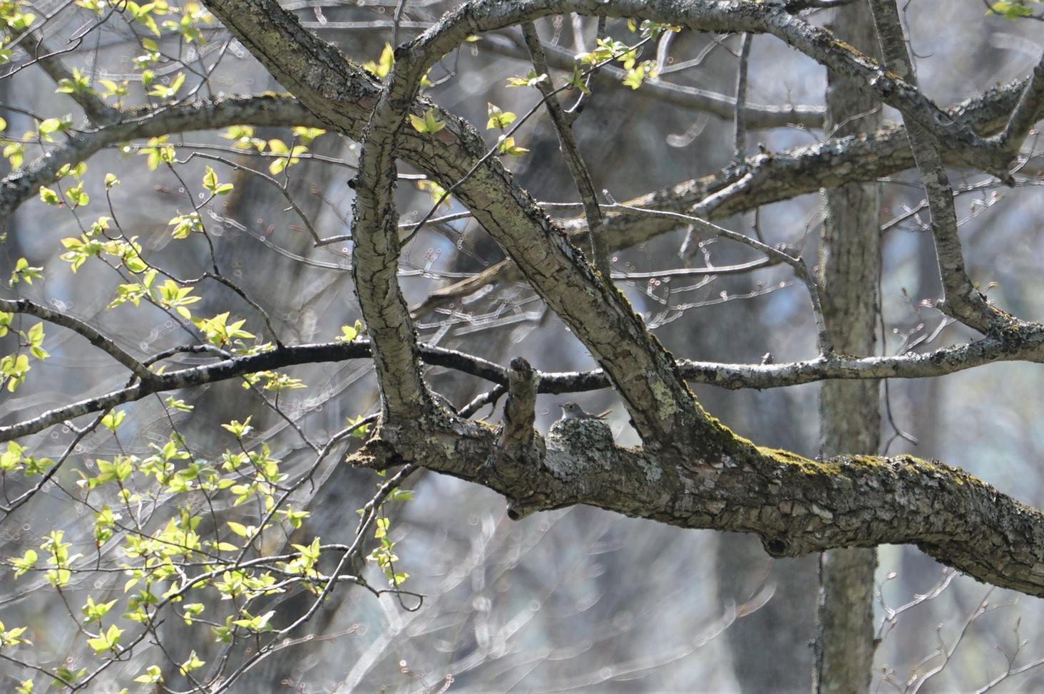 戸隠森林植物園(戸隠森林公園) コサメビタキの写真 by マル