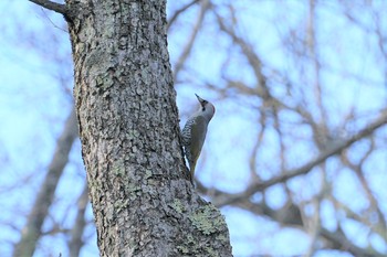 2019年5月16日(木) 戸隠森林植物園(戸隠森林公園)の野鳥観察記録