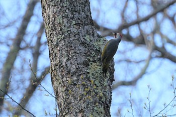 Japanese Green Woodpecker Togakushi Forest Botanical Garden Thu, 5/16/2019