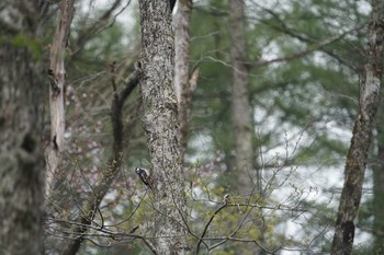 Great Spotted Woodpecker Togakushi Forest Botanical Garden Fri, 5/17/2019